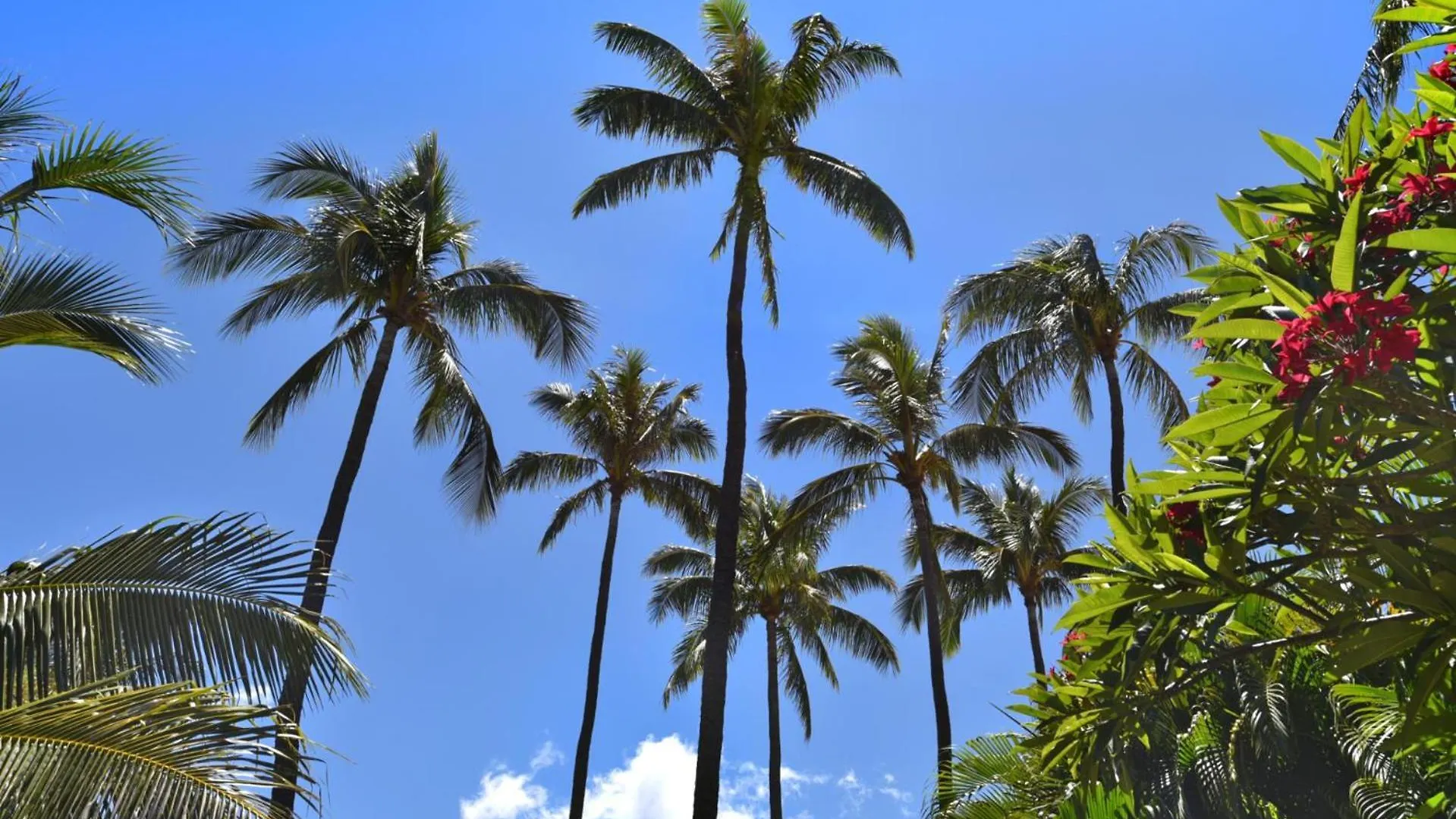 Kbm Resorts Free Car Maui Kaanapali Mkv-C255 Studio Villa 아파트
